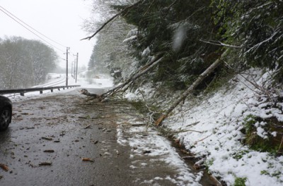 Baum über Straße