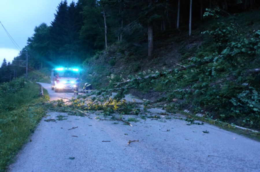 Baum über Straße