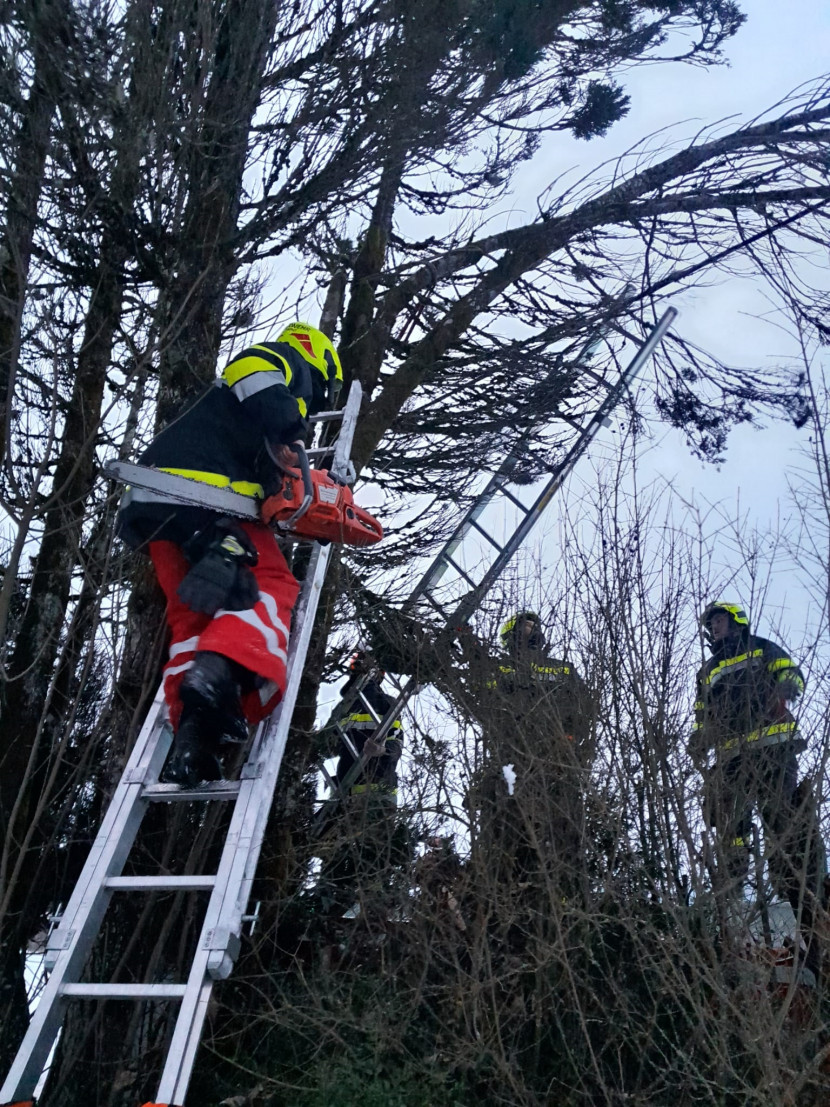 Baum auf Stromleitung